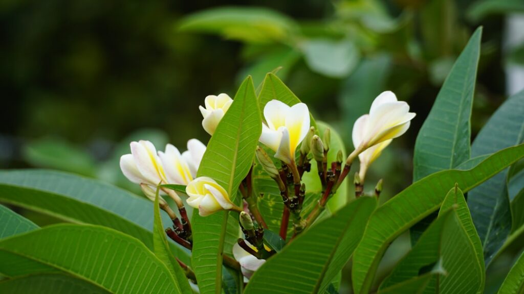 White plumeria flowers bloom among green leaves. — Maui County Seeks Public Input on Desalination Plants for South & West Maui | Maui Tom's News