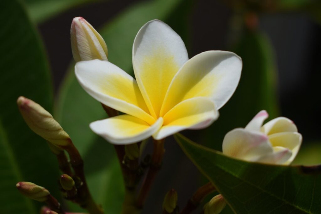 white and yellow flower in macro shot — Maui May See Import Bans on Plants and Mulch to Block Invasive Beetle | Maui Tom's News