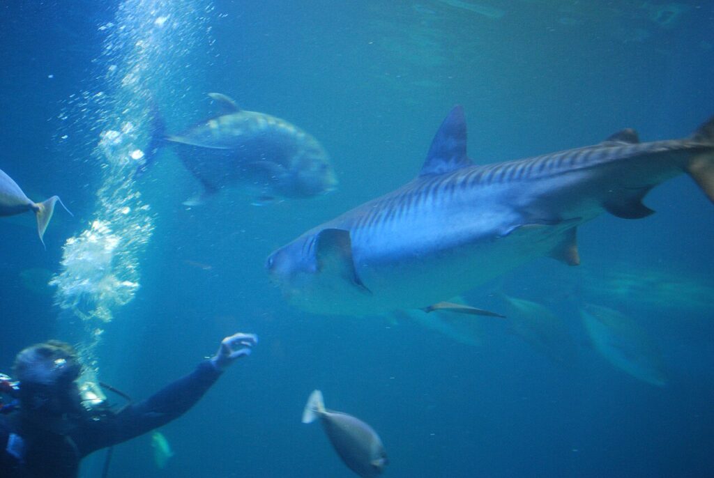 Feeding time! — Maui Ocean Center Hosts Free Documentary Screening on Mā'alaea Bay Restoration | Maui Tom's News