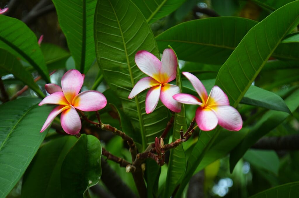 pink flowering plumeria tree — New State Rule Bans Most Plant Material Shipments to Maui and Lānai | Maui Tom's News