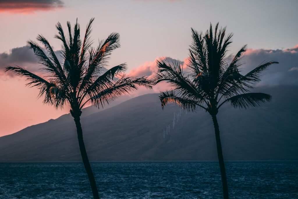 green trees on seashore — Three Years Out: Maui Fire Survivors Gaining Jobs and Housing, But Struggles Persist | Maui Tom's News