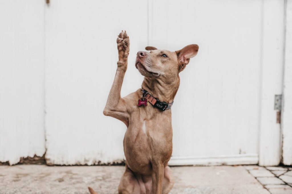 Brown dog wearing a collar with a name tag raises a paw as if giving a high-five in front of a white door.