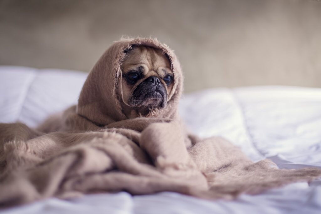 Pug wrapped in a beige blanket lying on a white bed, looking sleepy and cozy.