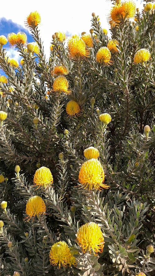Close-up of yellow pincushion protea flowers on a gray-green shrub against a blue sky backdrop.