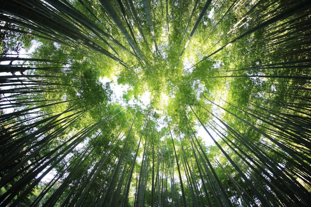 Looking up through tall bamboo stalks toward the bright green canopy above.