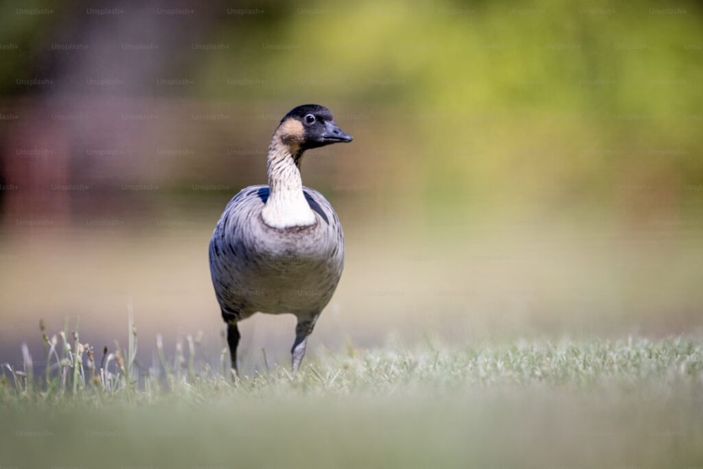 a duck is standing in the grass outside — Hurricane Lala Leaves Thousands of Maui Customers Without Power | Maui Tom's News