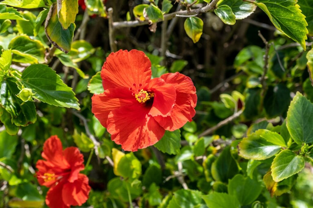 red flower in tilt shift lens — Maui County Eyes $119M–$328M Desalination Plants to Meet Growing Water Demand | Maui Tom's News