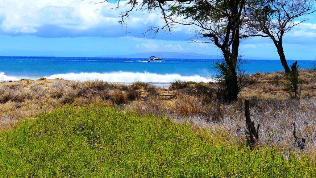 Coastal scene with grassy dunes, a blue ocean, and a small boat on the horizon (foreground plants, right-side trees).