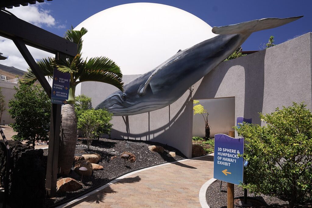 Maui Ocean Center Humpbacks of Hawaii 3D Sphere exhibit, Maalaea — Maui Ocean Center Replants 246 Coral Fragments at Honolua Bay | Maui Tom's News
