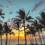 palm trees facing the sea — Puunene Brush Fire Extinguished Within 30 Minutes on August 11 | Maui Tom's News