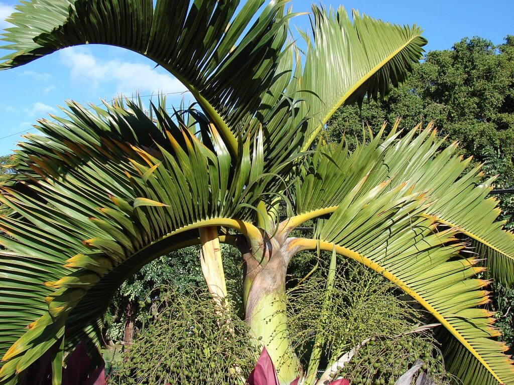 Hyophorbe lagenicaulis (Bottle palm) Crown at Holy Rosary Church Baldwin Ave, Maui, Hawaii. January 11, 2007 [http://www.starrenvironmental.com/images/search/?q=070111-3090 #070111-3090</a> - — Ritz-Carlton Kapalua Hosts Free Hawaiian Cultural Festival Sept. 18-19 | Maui Tom's News