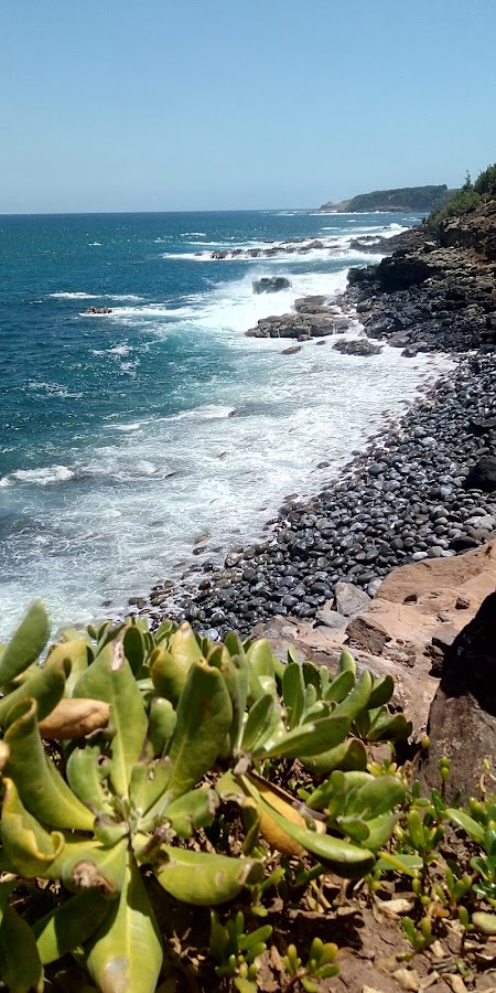Coastal rocky shoreline with waves crashing against rocks and green foreground plants under a clear blue sky