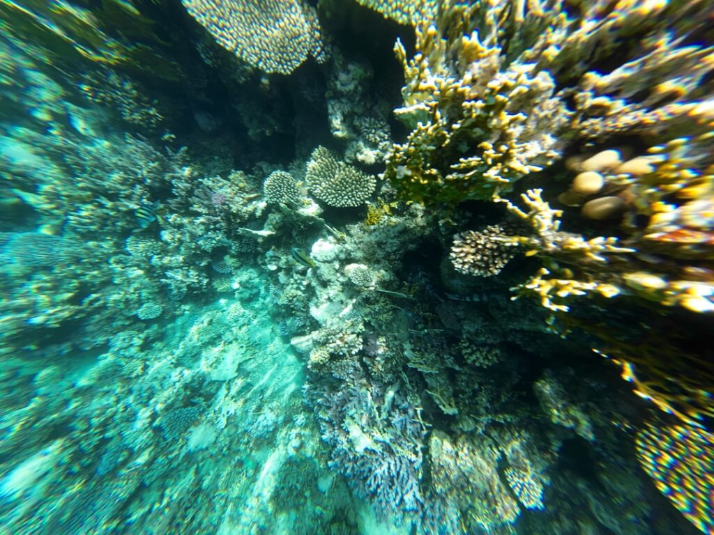 Underwater Tropical Corals Reef and sea fish Red Sea in Egypt — State Blocks Maui County Bid to Take Over East Maui Water System | Maui Tom's News
