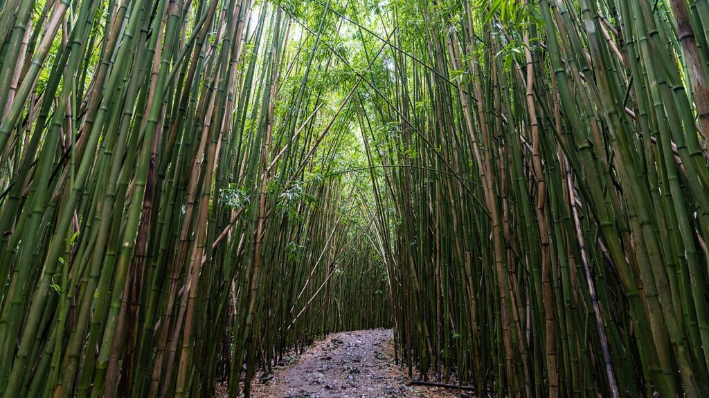 Bamboo Forest — State Board Blocks 30-Year East Maui Water Diversion License Auction | Maui Tom's News