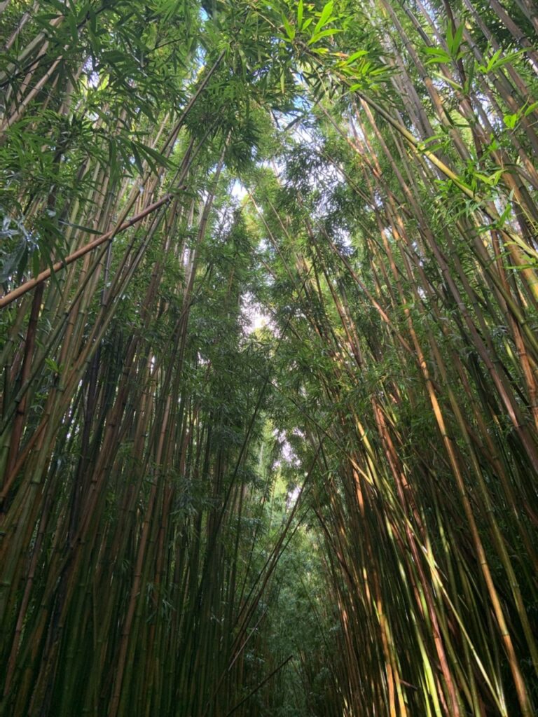 Dense bamboo grove with tall green stalks forming a natural tunnel and sunlight filtering through the leaves.