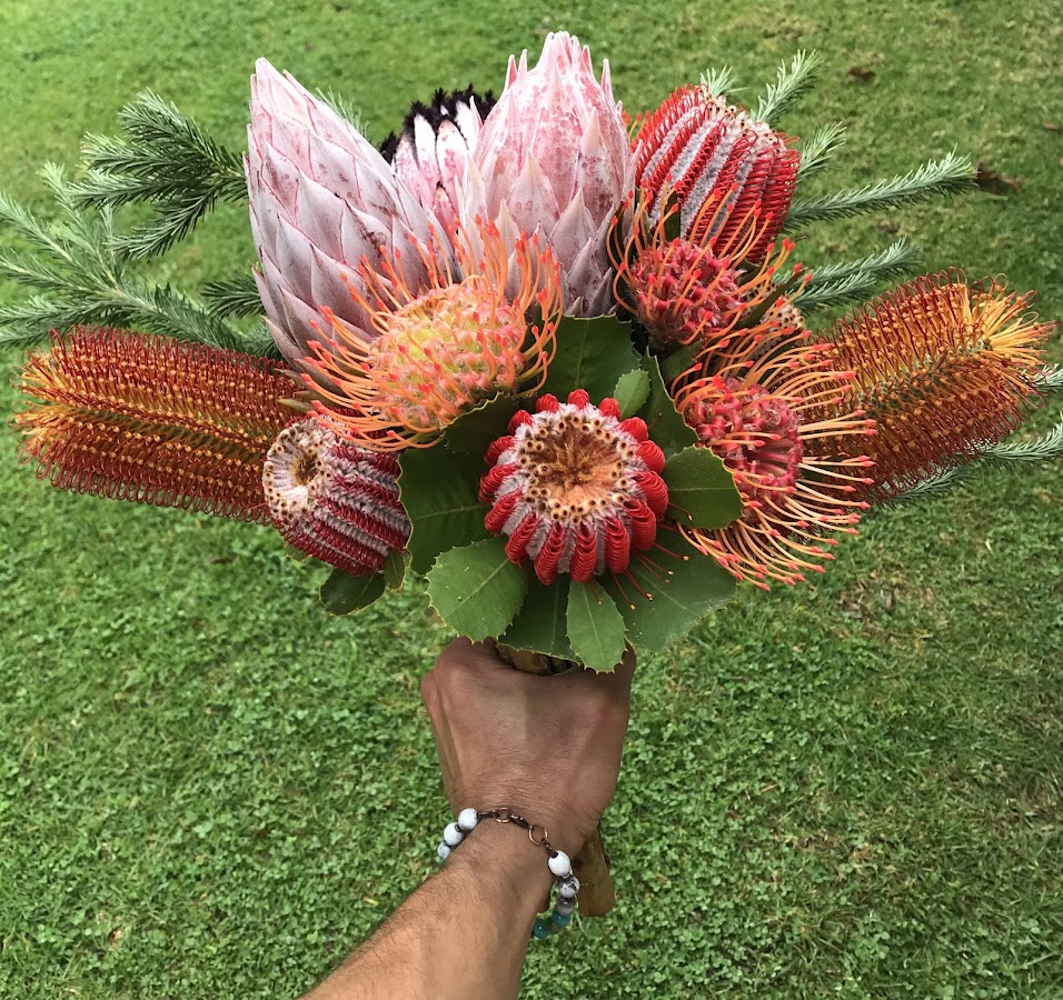 protea flower Maui upcountry — Tropical Storm Moke Prompts Hawaii Emergency Warnings Across Islands | Maui Tom's News