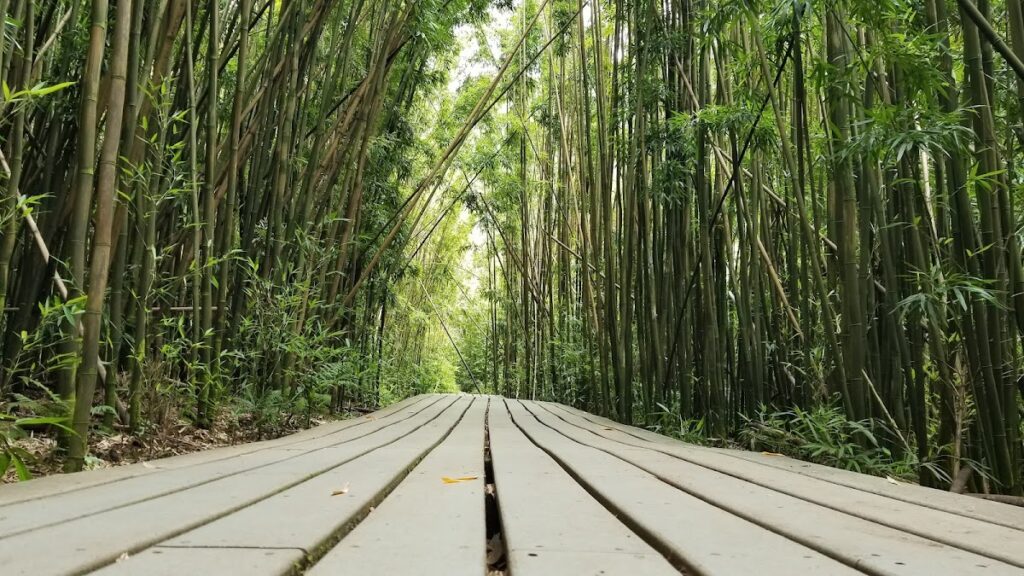 Waimoku Falls Maui Pipiwai Trail bamboo — Flood Watch Active Statewide as Tropical Storm Norbert Moisture Moves Through | Maui Tom's News