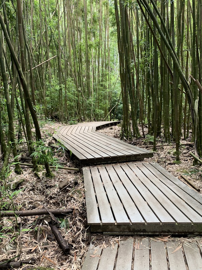 Waimoku Falls Maui Pipiwai Trail bamboo — Flood Watch in Effect for All Hawaiian Islands Through Tonight | Maui Tom's News