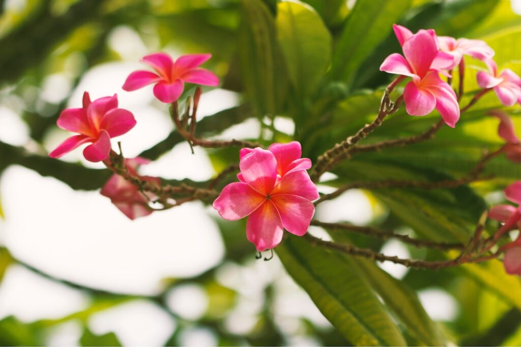 Pink plumeria flowers on a branch with green tropical leaves in bright sunlight.