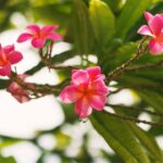 Pink plumeria flowers on a branch with green tropical leaves in bright sunlight.