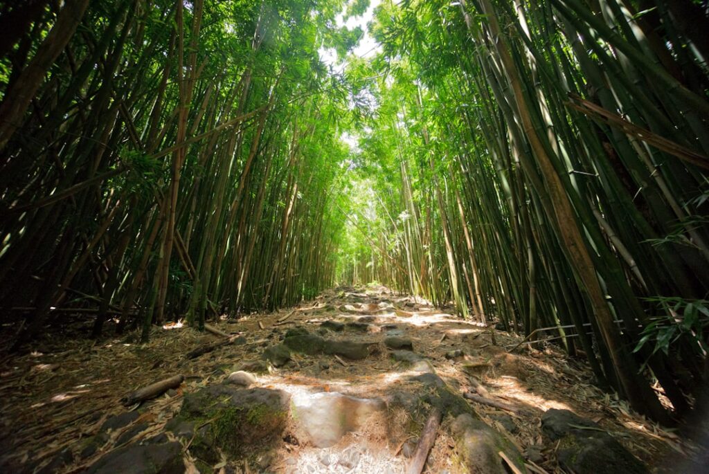 brown and green trees during daytime — Hurricane Lowell Kills 2, Damages Kauai & Lanai; Maui County Included in Disaster Request | Maui Tom's News