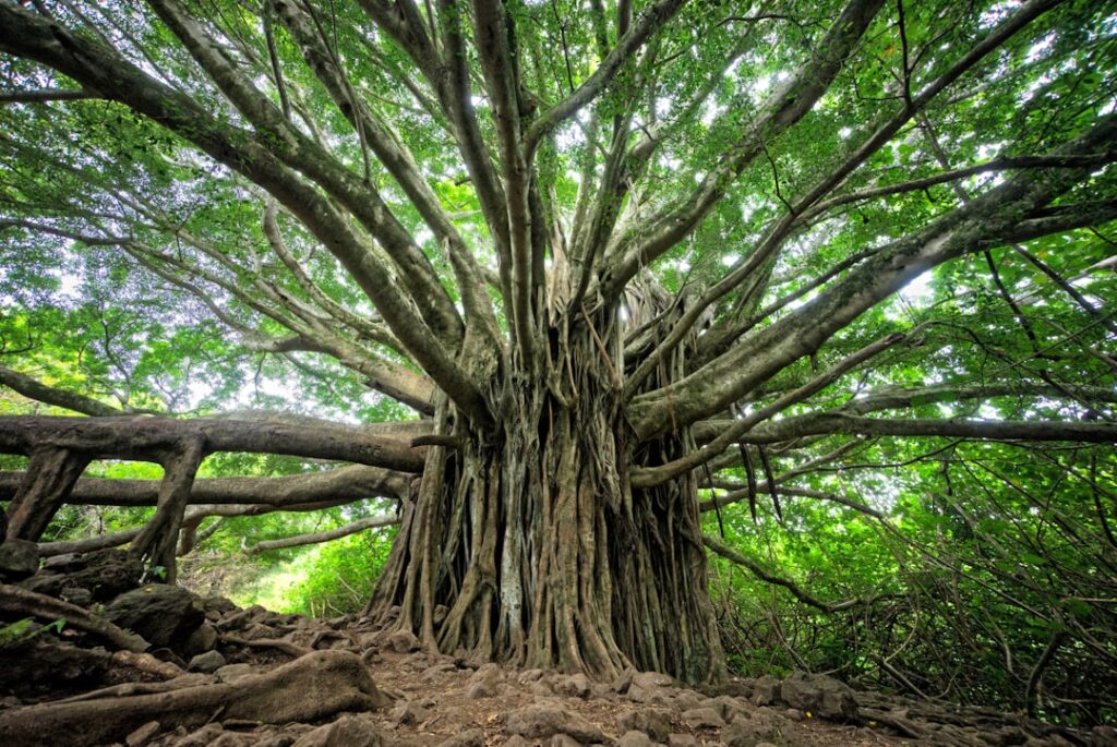 macro shot of brown tree — Hurricane Nolo Threatens Maui with Heavy Rain and Flooding Through Weekend | Maui Tom's News