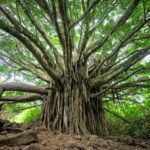 Hurricane Nolo Threatens Maui with Heavy Rain and Flooding Through Weekend - Maui Tom's Vacation Rental Cleaning & Maintenance macro shot of brown tree — Hurricane Nolo Threatens Maui with Heavy Rain and Flooding Through Weekend | Maui Tom's News