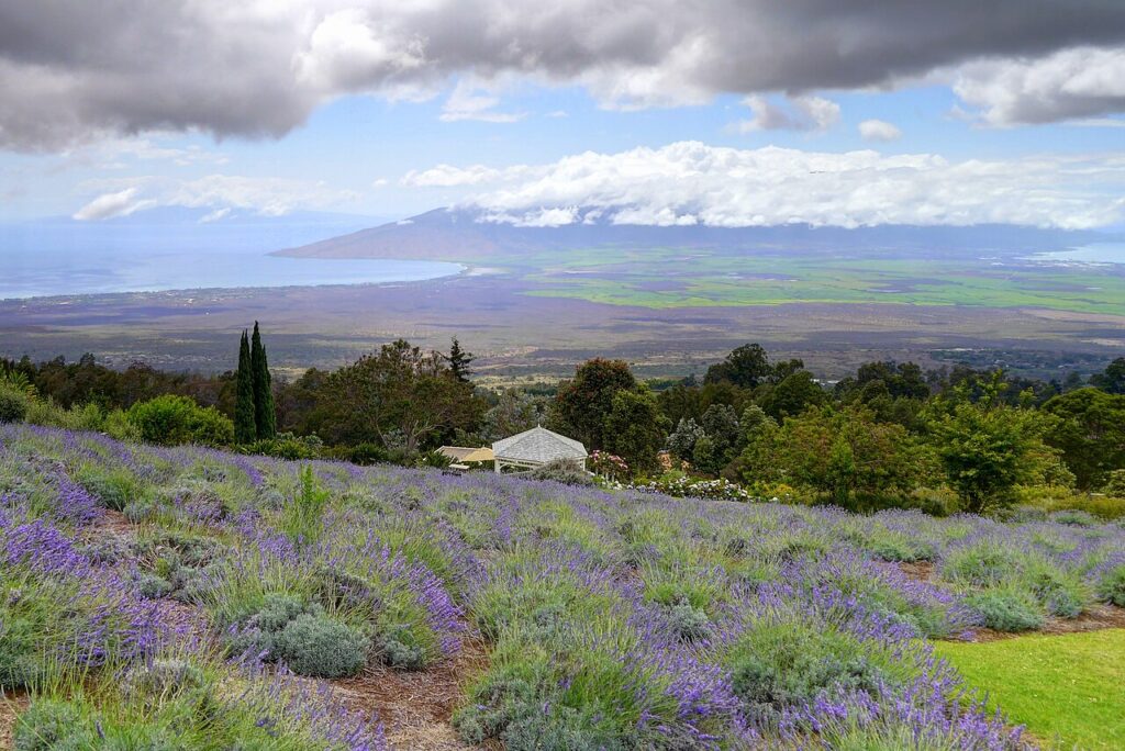 Field of lavender plants at Kula Lavender Farm located in Kula in Maui, Hawaii — Kula Hospital Gets $65M Funding Commitment After Kona-Low Storm Closure | Maui Tom's News