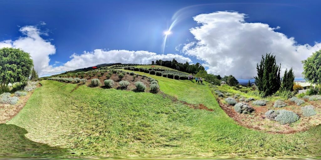 Ali'i Kula Lavender Farm Maui — Kula Hospital Storm Repairs Ongoing, No Reopening Timeline Set | Maui Tom's News