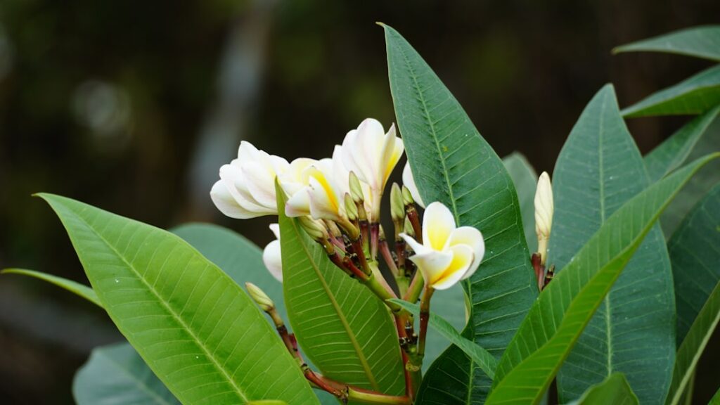 Little Fire Ant Infestations Found in Ha'ikū and Kapalua; Maui Acreage Doubles - Maui Tom's Vacation Rental Cleaning & Maintenance Cluster of white and yellow plumeria flowers among glossy green leaves.