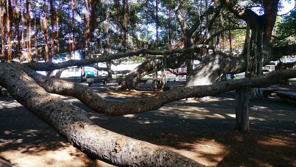 Lahaina Banyan Court Park is a public park located at the corner of Front Street and Canal Street in the town of Lahaina, Hawaii, which was the capital of the Kingdom of Hawaii from 1820 to 1845. The — Maui County Seeks Public Input on First SMA Boundary Review Since 1970s | Maui Tom's News