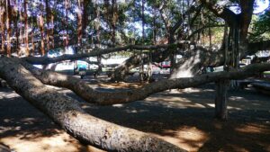 Maui County Seeks Public Input on First SMA Boundary Review Since 1970s - Maui Tom's Vacation Rental Cleaning & Maintenance Lahaina Banyan Court Park is a public park located at the corner of Front Street and Canal Street in the town of Lahaina, Hawaii, which was the capital of the Kingdom of Hawaii from 1820 to 1845. The — Maui County Seeks Public Input on First SMA Boundary Review Since 1970s | Maui Tom's News
