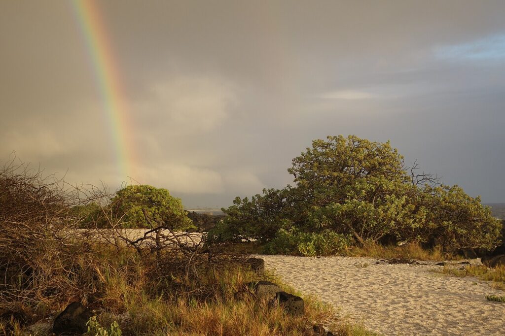 Rainbow arches over a sandy coastal scene with bushes and low vegetation in the foreground.