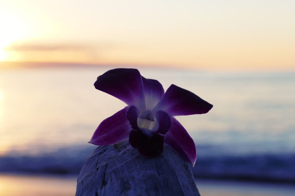 [Memories] Hawaiian Harmony — Upcountry Maui Water Conservation Request in Effect Through Early November | Maui Tom's News